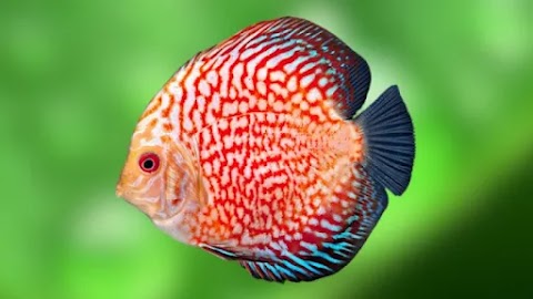 Pigeon Blood Discus